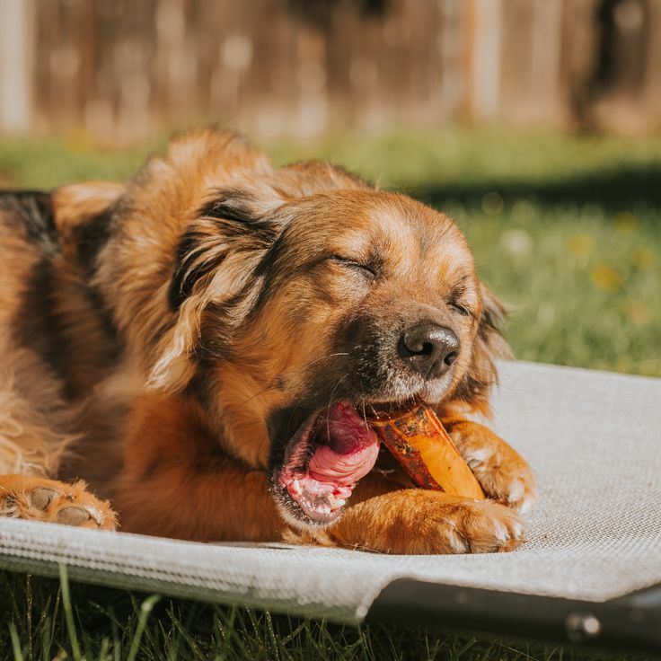 Organ meat for dogs